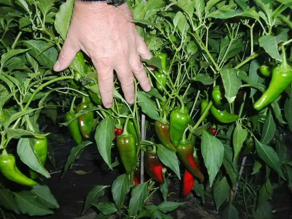 CHIMAYO PEPPER SEEDS ,Capsicum annuum - Caribbean garden seed