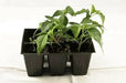 CHIMAYO PEPPER SEEDS ,Capsicum annuum - Caribbean garden seed