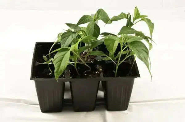 CHIMAYO PEPPER SEEDS ,Capsicum annuum - Caribbean garden seed
