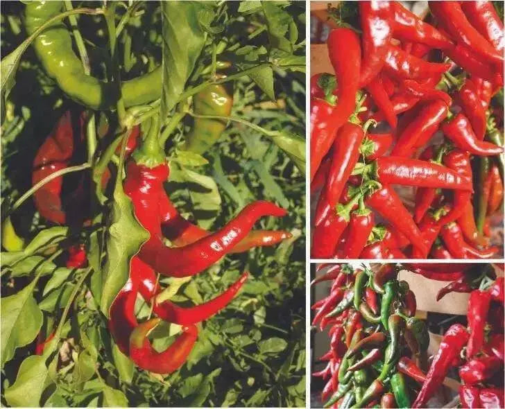 CHIMAYO PEPPER SEEDS ,Capsicum annuum - Caribbean garden seed
