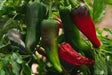 CHIMAYO PEPPER SEEDS ,Capsicum annuum - Caribbean garden seed