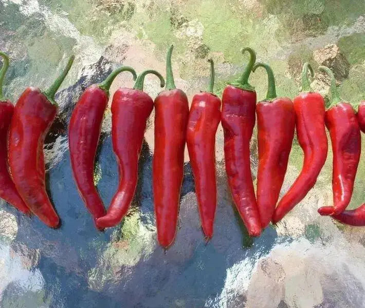 CHIMAYO PEPPER SEEDS ,Capsicum annuum - Caribbean garden seed