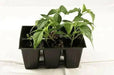 CHIMAYO PEPPER SEEDS ,Capsicum annuum - Caribbean garden seed