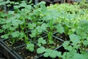 Chinese Parsley Seeds, Leisure Cilantro (Split Seed) Plant Spring To Fall - Caribbean garden seed