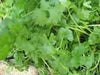 Chinese Parsley Seeds, Leisure Cilantro (Split Seed) Plant Spring To Fall - Caribbean garden seed