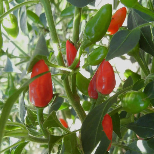 Chintexle Chilli Seeds (Capsicum Annuum) HOT - Caribbean garden seed