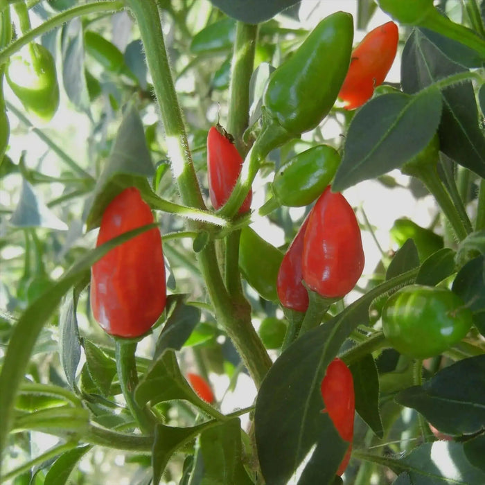 Chintexle Chilli Seeds (Capsicum Annuum) HOT - Caribbean garden seed