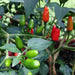 Chintexle Chilli Seeds (Capsicum Annuum) HOT - Caribbean garden seed