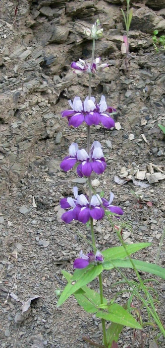 Chinese House (Collinsia Heterophylla) Annual Flower Seed - Caribbean garden seed