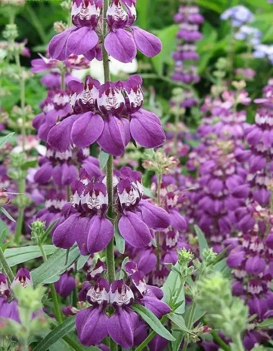 Chinese House (Collinsia Heterophylla) Annual Flower Seed - Caribbean garden seed