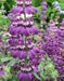 Chinese House (Collinsia Heterophylla) Annual Flower Seed - Caribbean garden seed