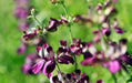Chinese House (Collinsia Heterophylla) Annual Flower Seed - Caribbean garden seed