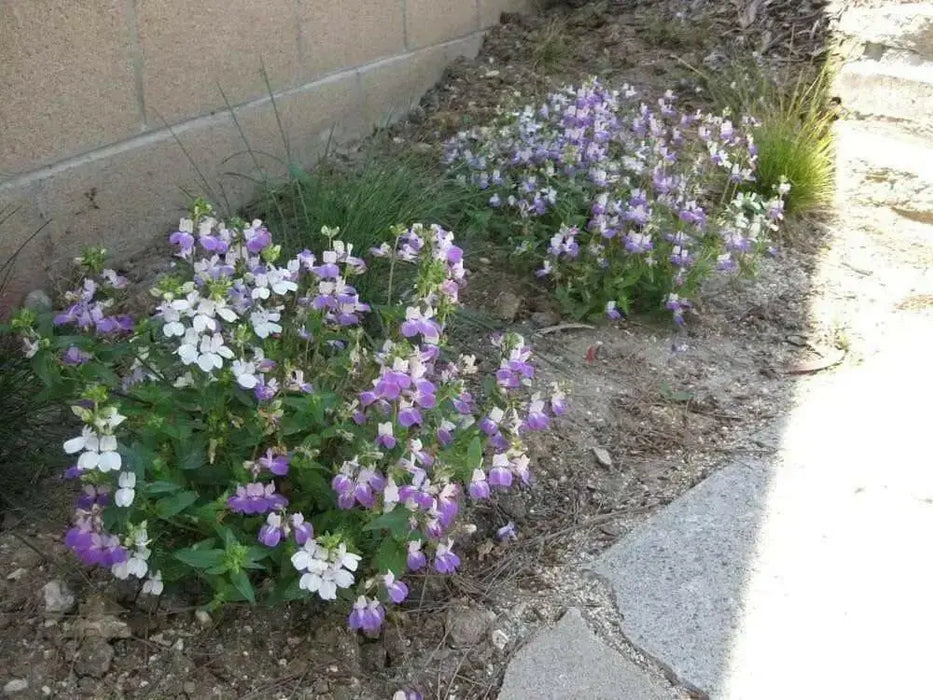 Chinese House (Collinsia Heterophylla) Annual Flower Seed - Caribbean garden seed