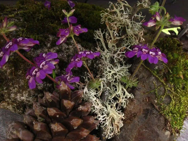Chinese House (Collinsia Heterophylla) Annual Flower Seed - Caribbean garden seed