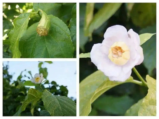 Chinese Sweetshrub Seeds - Caribbean garden seed