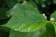 Chinese Sweetshrub Seeds - Caribbean garden seed