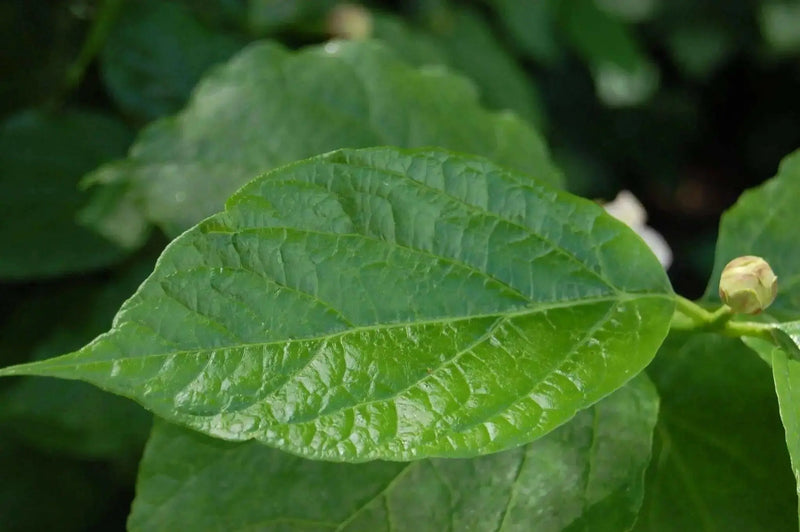 Chinese Sweetshrub Seeds - Caribbean garden seed