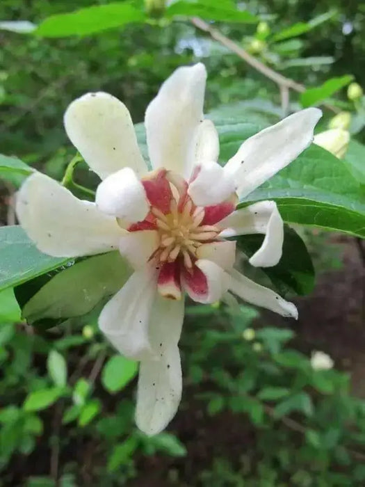 Chinese Sweetshrub Seeds - Caribbean garden seed