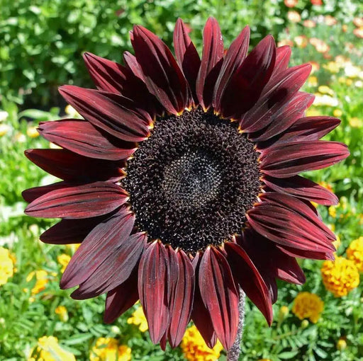 Chocolate cherry  Sunflower , Helianthus annuus,(Heieloom  Organic Seed) - Caribbean garden seed