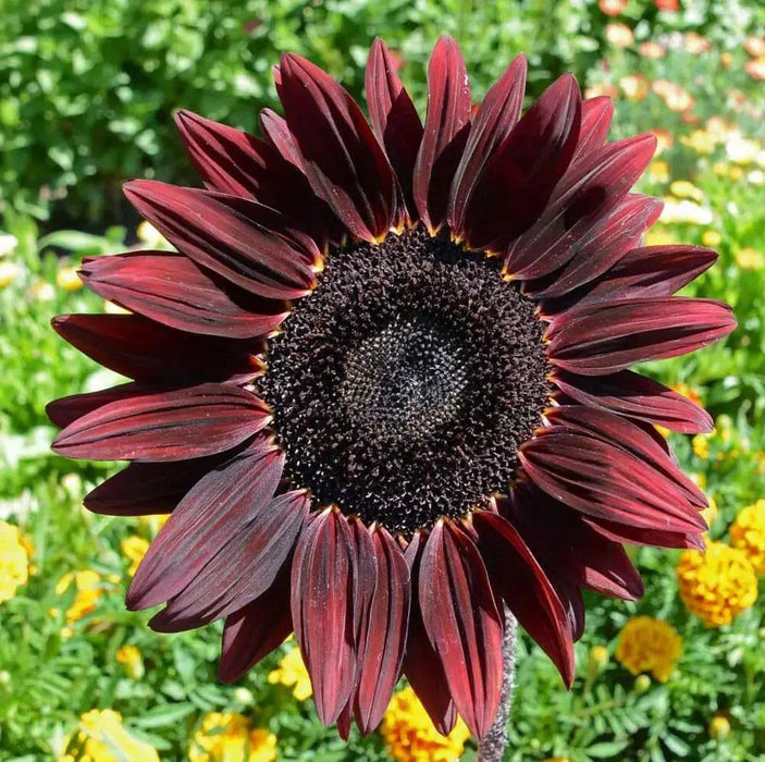Chocolate cherry  Sunflower , Helianthus annuus,(Heieloom  Organic Seed) - Caribbean garden seed