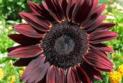 Chocolate cherry  Sunflower , Helianthus annuus,(Heieloom  Organic Seed) - Caribbean garden seed
