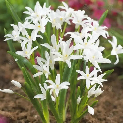 Chionodoxa  Bulbs -WHITE- Glory of snow, bloom spring - Caribbean garden seed