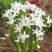 Chionodoxa  Bulbs -WHITE- Glory of snow, bloom spring - Caribbean garden seed