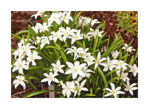 Chionodoxa  Bulbs -WHITE- Glory of snow, bloom spring - Caribbean garden seed