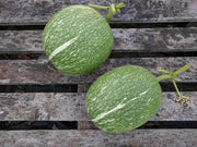 Chilacayote Seeds, Figleaf gourd,Shark Fin squash, ASIAN VEGETABLE - Caribbean garden seed