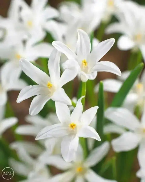 Chionodoxa  Bulbs -WHITE- Glory of snow, bloom spring - Caribbean garden seed