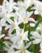 Chionodoxa  Bulbs -WHITE- Glory of snow, bloom spring - Caribbean garden seed