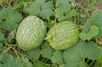 Chilacayote Seeds, Figleaf gourd,Shark Fin squash, ASIAN VEGETABLE - Caribbean garden seed