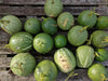 Chilacayote Seeds, Figleaf gourd,Shark Fin squash, ASIAN VEGETABLE - Caribbean garden seed