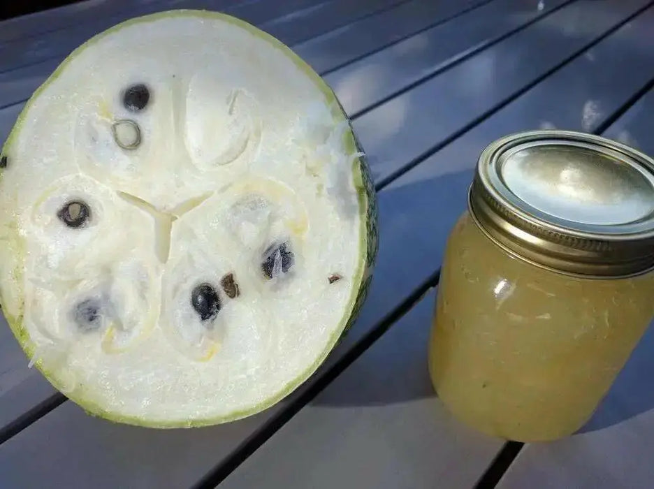 Chilacayote Seeds, Figleaf gourd,Shark Fin squash, ASIAN VEGETABLE - Caribbean garden seed