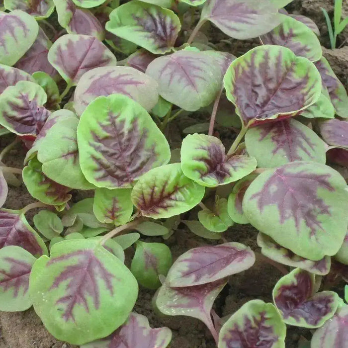 CHINESE SPINACH SEEDS- Asian Vegetables ,Red Stripe Leaf,Edible Amaranth - Caribbean garden seed