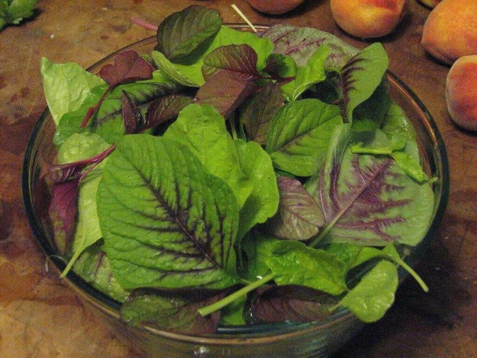 CHINESE SPINACH SEEDS- Asian Vegetables ,Red Stripe Leaf,Edible Amaranth - Caribbean garden seed