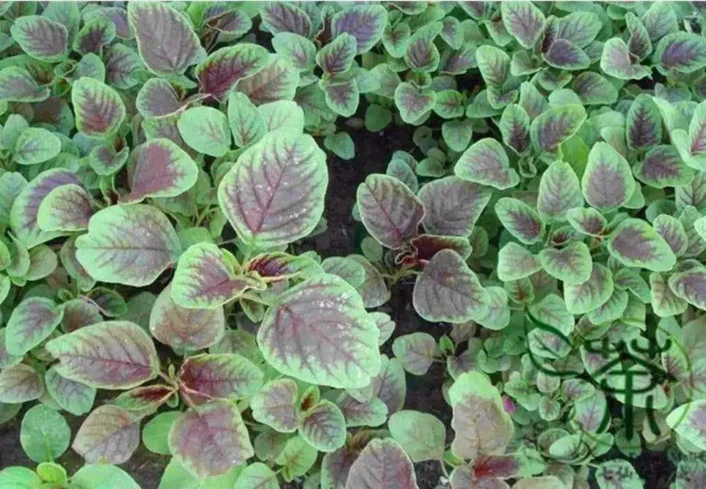 CHINESE SPINACH SEEDS- Asian Vegetables ,Red Stripe Leaf,Edible Amaranth - Caribbean garden seed