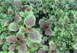 CHINESE SPINACH SEEDS- Asian Vegetables ,Red Stripe Leaf,Edible Amaranth - Caribbean garden seed