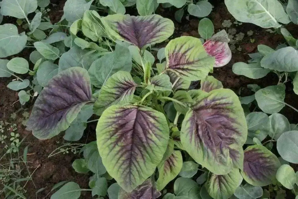 CHINESE SPINACH SEEDS- Asian Vegetables ,Red Stripe Leaf,Edible Amaranth - Caribbean garden seed