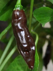 Chocolate Fatalii Pepper Seed ( Capsicum chinense) Very hot - Caribbean garden seed