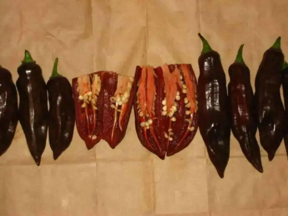 Chocolate Fatalii Pepper Seed ( Capsicum chinense) Very hot - Caribbean garden seed