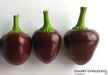 CHOCOLATE CHERRY PEPPER (10 SEEDS ) Capsicum annuum, Mild.