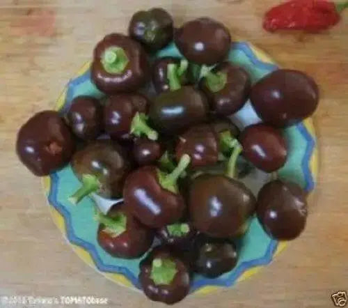 CHOCOLATE CHERRY PEPPER (10 SEEDS ) Capsicum annuum, Mild.