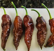 Chocolate Bhut Jolokia or Ghost Chile,Capsicum Chinense)Ghost pepper. - Caribbean garden seed
