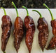 Chocolate Bhut Jolokia or Ghost Chile,Capsicum Chinense)Ghost pepper. - Caribbean garden seed