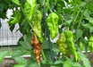 Chocolate Bhut Jolokia or Ghost Chile,Capsicum Chinense)Ghost pepper. - Caribbean garden seed