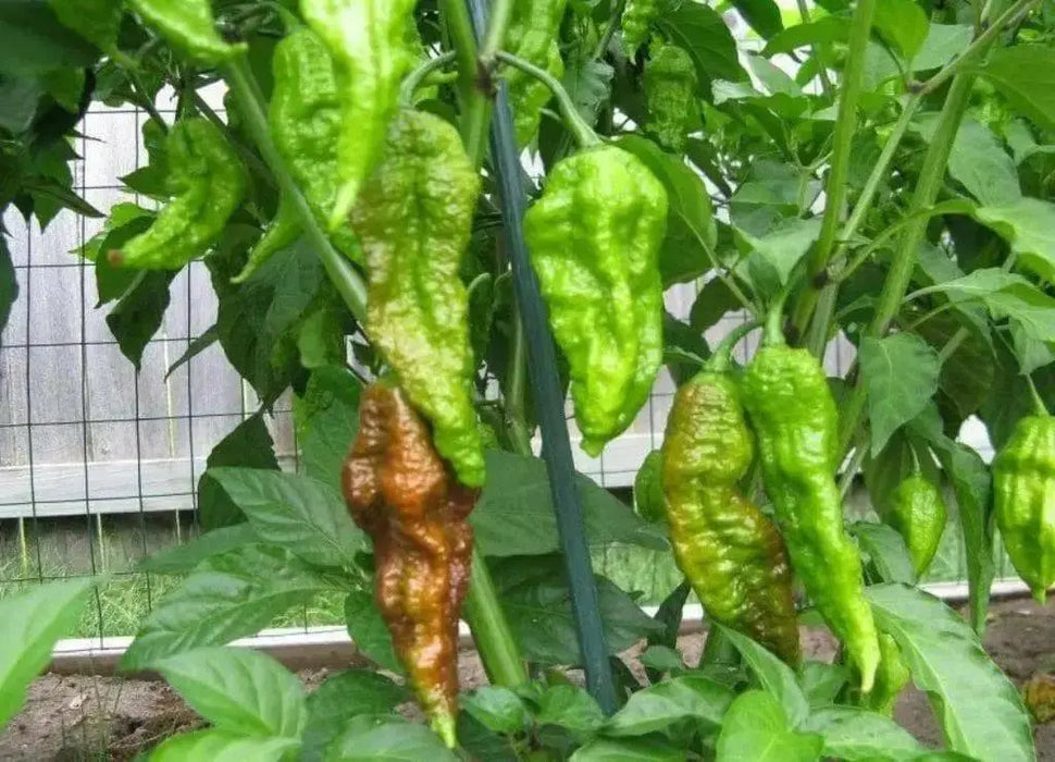Chocolate Bhut Jolokia or Ghost Chile,Capsicum Chinense)Ghost pepper. - Caribbean garden seed