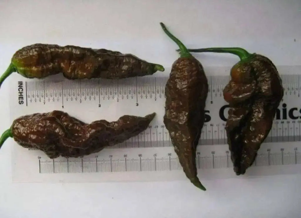 Chocolate Bhut Jolokia or Ghost Chile,Capsicum Chinense)Ghost pepper. - Caribbean garden seed