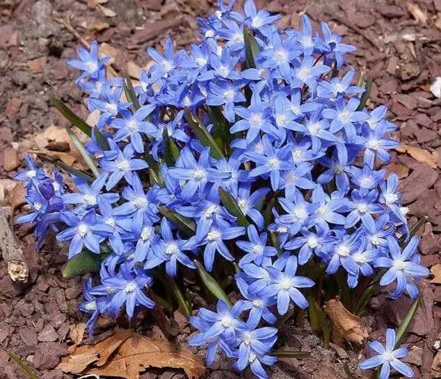 Chionodoxa luciliae Bulbs, Blue Glory of snow , - Caribbean garden seed