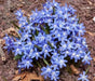 Chionodoxa luciliae Bulbs, Blue Glory of snow , - Caribbean garden seed